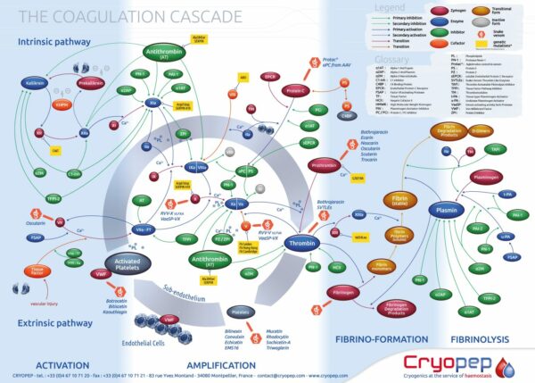 Poster de la coagulation En