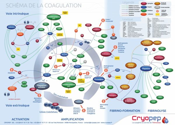 Poster de la coagulation Fr