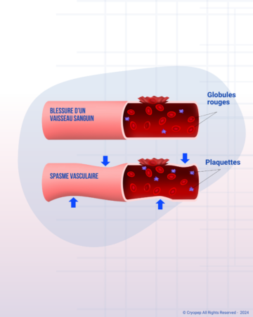 Quest-ce-que-lhemostase-