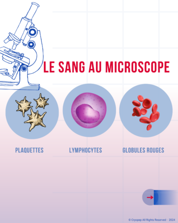 Quest-ce-que-lhemostase-4