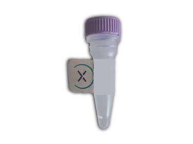 Anticorps polyclonal d’âne anti-prothrombine humaine