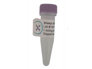 Anticorps polyclonal de mouton anti-antithrombine de souris